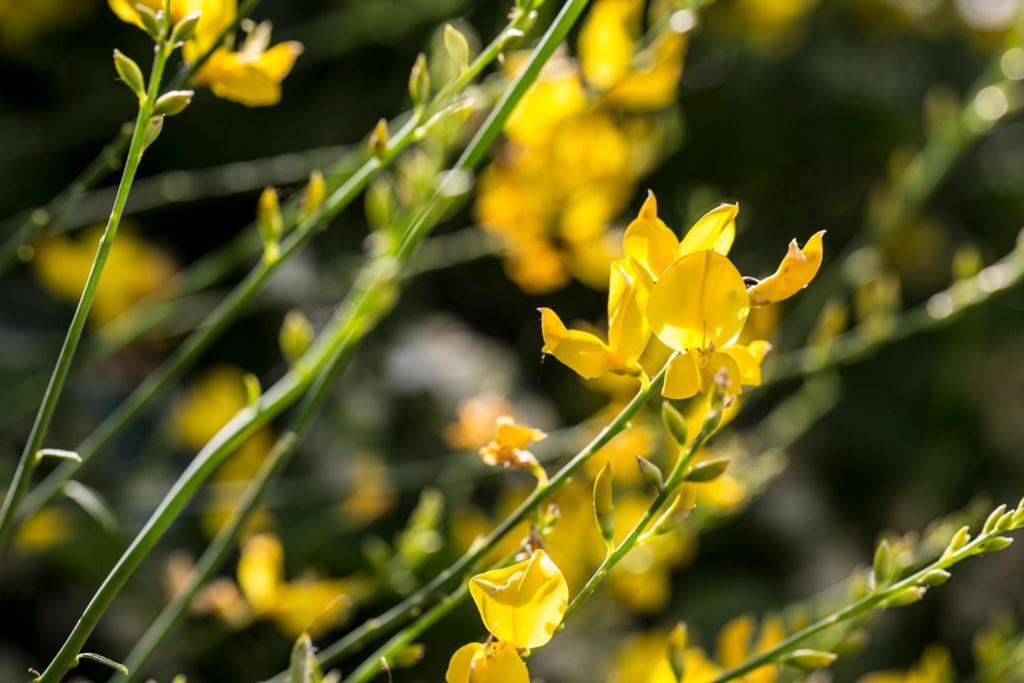 Casali Costadoro Acquaviva Picena Kültér fotó